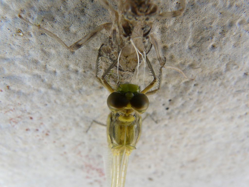 aiuto identificazione: Orthetrum cancellatum